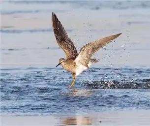  ?? BILL DAVISON ?? A lesser yellowlegs using a fluddle in Ford County.