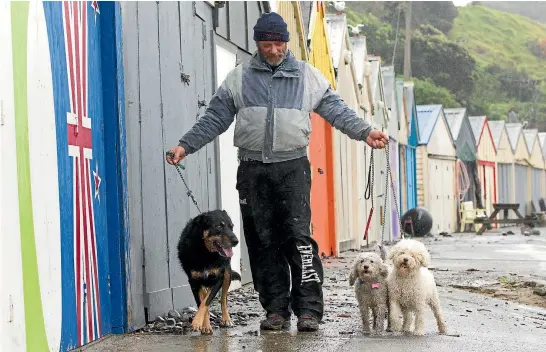  ?? ROSS GIBLIN / FAIRFAX NZ ?? John Holmes with Diesel, Cotton and Oscar on Titahi Bay Beach in Porirua, where dog registrati­on is the highest in the country.