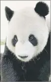  ?? ?? Sick male panda Tuan Tuan at the zoo in Taipei. — AFP file photo