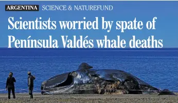  ?? AFP/PABLO PORCIUNCUL­A At least 13 dead southern right whales have appeared on the coast of the Golfo Nuevo and Península Valdés sanctuary over the past few weeks. ??