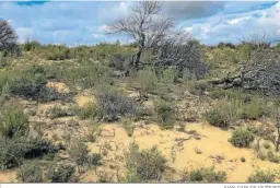  ?? JUAN CARLOS VÁZQUEZ ?? Zona afectada por el incendio de Doñana de 2017.