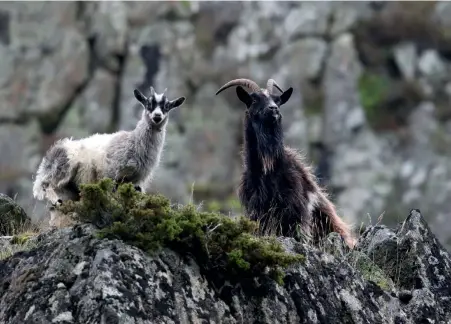  ??  ?? Above left: Wild feral goats in Findhorn Valley.