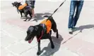  ?? Photograph: Pluto/Alamy ?? Good boys: assistance dogs in training.