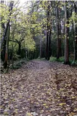  ??  ?? LEFT: Bolam Lake Country Park, where a Bigfootlik­e creature was reported in January 2003. FACING PAGE: ‘Spooky Woods’, near Stocksbrid­ge, home to strange lights and galloping sounds.