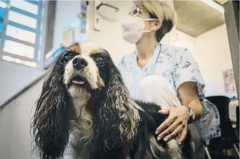  ?? Agen iasn ?? la pediatra Jové se despide de la perrita, que será sustituida por otro ejemplar más joven