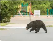  ?? FLAUM/HARTFORD COURANT AARON ?? A black bear crosses Mill Street in Unionville in the afternoon heading to the woods near Union School on June 22.