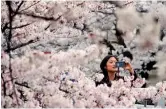  ??  ?? A visitor takes a photograph of cherry blossoms in Tokyo. — AFP