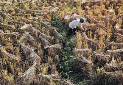  ??  ?? A farmer works in his paddy field near Gauhati, Assam, in northeaste­rn India, near the border with Myanmar.