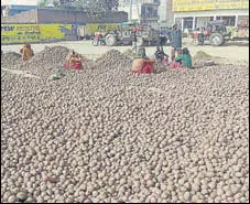  ?? HT PHOTO ?? Potato harvest at the Pipli market in Kurukshetr­a district on Wednesday.