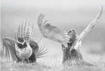  ?? Associated Press file ?? The sage grouse is known for its elaborate courtship ritual in which males, like these in a prairie near Rawlins, Wyo., perform a dance in order to attract females.