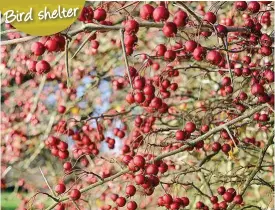  ??  ?? Crab apple trees provide edible autumn fruits for birds and other wildlife