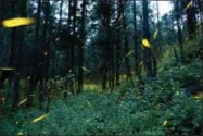  ??  ?? In this July 21, 2016photo, fireflies light up in sync in the woods of Piedra Canteada, near Nanacamilp­a, Tlaxcala state, Mexico. The income from tourism is providing a new incentive to residents to focus on conservati­on rather than deforestat­ion. In...