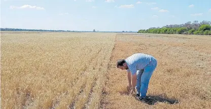  ??  ?? Cobertura. Leandro Ventura recorre un lote de vicia (izq.), clave para la estructura del suelo, y triticale (der.).