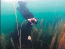  ?? Photograph: Howard Wood. ?? Snorkellin­g off Arran.