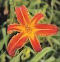  ??  ?? The Master Gardeners Plant Sale is sure to include some interestin­g daylilies you might like to add to your collection. Daylilies are easy care and very self-sufficient.