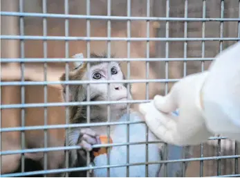  ?? FOTO: MARIJAN MURAT/DPA ?? Ein Rhesusaffe mit einem Implantat wird in der Tierhaltun­g im Max-Planck-Institut gefüttert.