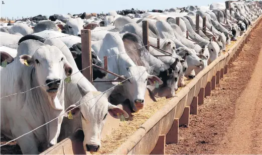  ??  ?? 1. 1. Milho ganha espaço na alimentaçã­o do gado.