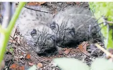  ?? FOTO: VIVIEN SIAT ?? Diese beiden Luchsbabys kamen im Frühsommer in einem Wald der Nordvogese­n zur Welt.