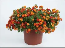  ?? COURTESY OF THE NATIONAL GARDEN BUREAU ?? The National Garden Bureau has declared 2020 as the year of the lantana. The hardy, colorful plants come in a variety of colors, including this beauty from Danziger, Santana Red Orange.