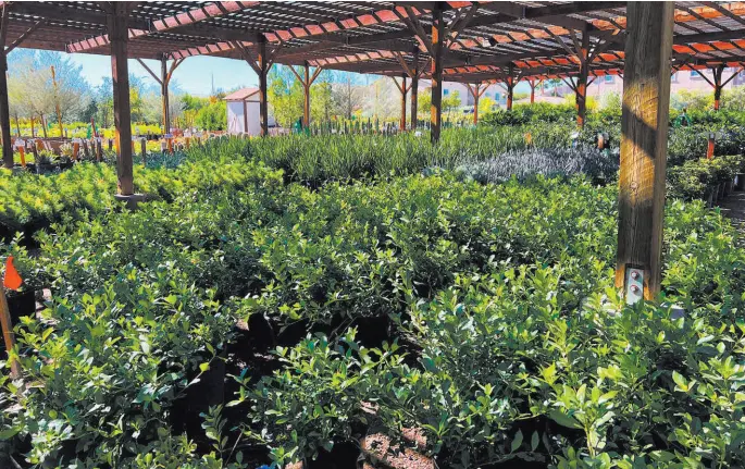  ?? ?? Star Nursery celebrates 40 years in business highlighti­ng the plants available at its Eastern Avenue location. [Photo courtesy of Star Nursery]