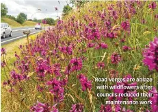  ??  ?? Road verges are ablaze with wildflower­s after councils reduced their maintenanc­e work