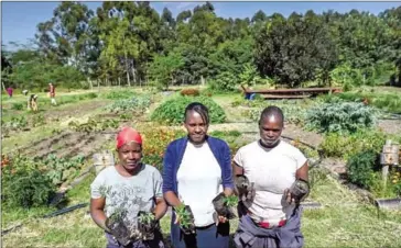  ?? AFP ?? Gardeners hold up tree seedlings sprouting from seed balls planted in a nursery at the Wild Shamba in Narokcount­y, some 281km west of the capital Nairobi.