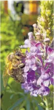  ??  ?? Im Garten lichtete Yara eine Wespe beim Bestäuben einer Pflanze ab.