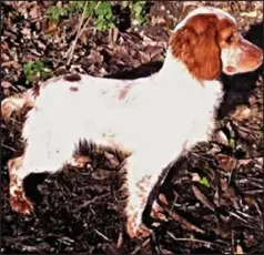  ??  ?? Taken: Cocker spaniel Maisie has a distinctiv­e docked tail