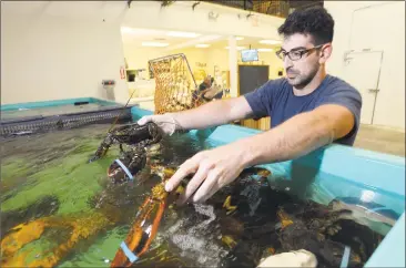  ?? Matthew Brown / Hearst Connecticu­t Media file ?? Dillon Burns, retail manager for New Wave Seafood in Stamford, at the store with some lobsters.