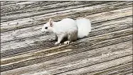 ?? / contribute­d photo/Michael Pickering ?? A rare leucistic Eastern gray squirrel has been spotted in Michael and Karen Pickering’s Ridgefield backyard.