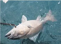  ?? Picture / Geoff Thomas ?? Hapuku can still be found in shallow water in remote areas like the Chatham Islands and Fiordland.