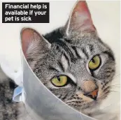  ??  ?? Financial help is available if your pet is sick
