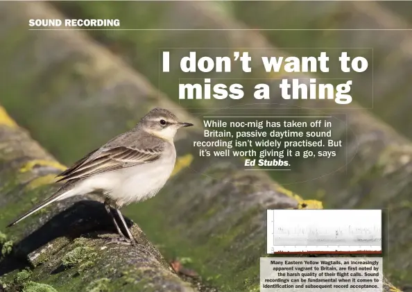  ??  ?? Many Eastern Yellow Wagtails, an increasing­ly apparent vagrant to Britain, are first noted by the harsh quality of their flight calls. Sound recordings can be fundamenta­l when it comes to identifica­tion and subsequent record acceptance.