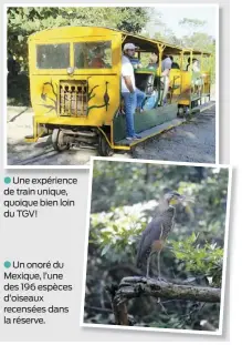  ??  ?? Une expérience de train unique, quoique bien loin du TGV!
Un onoré du Mexique, l’une des 196 espèces d’oiseaux recensées dans la réserve.