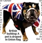  ??  ?? British bulldog: A pet is draped in Union flag