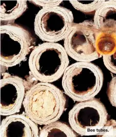  ?? ?? Bee tubes.