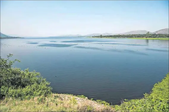  ?? Photos: Delwyn Verasamy ?? Killer bugs: The planthoppe­rs (left) have reduced the cover of water hyacinth on Hartebeest­poort Dam (above) to about 2.5% – but the weed will bloom again in spring.