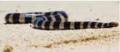  ??  ?? Highly venomous: A sea snake