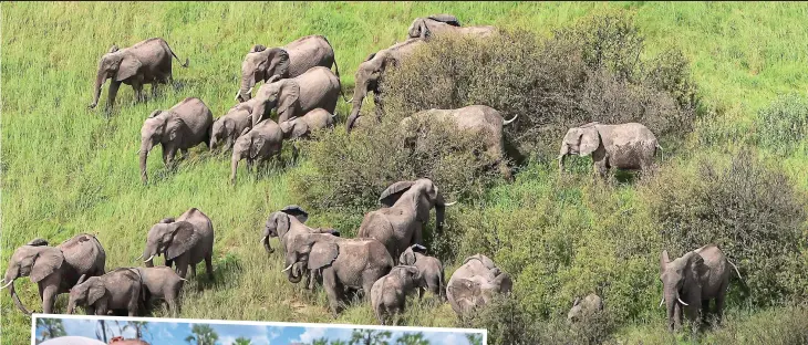  ?? ?? Land of giants: Elephants outnumber people in parts of Botswana. The damage they cause to water mains, far left, threatens supplies to villagers such as those in Phuduhudu, inset