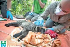  ??  ?? Dr Meaghan Evans setting up a satellite collar on a Malay civet. [Photograph credit: Scubazoo]