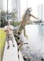  ?? WILFREDO LEE/ASSOCIATED PRESS ?? Using a fishing pole, trapper Brian Wood loops wire around an iguana’s neck and reels it in.