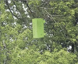  ?? TRURO DAILY NEWS ?? The Canadian Food and Inspection Agency has hung big green sticky traps in ash trees around Truro and in Victoria Park, like this one on Queen Street behind First United Church, to monitor for the arrival of the emerald ash borer.