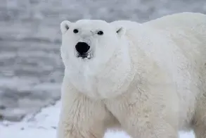  ?? ?? Polar bears are creative, they’re ingenious, they will search the landscape for ways to try to survive and find food resources.