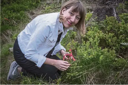  ??  ?? Paterson, the originator of the ‘Future Library’ project, marking a tree planted in the forest clearing to indicate that this year’s manuscript has been chosen. — Photos: BJORVIKA UTVIKLING/AFP