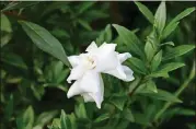  ?? CONTRIBUTE­D BY WALTER REEVES ?? Gardenias should be pruned yearly for the best flowering.