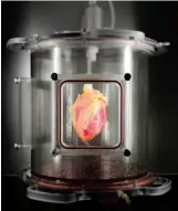  ??  ?? A partially recellular­ized human whole-heart cardiac scaffold, reseeded with human cardiomyoc­ytes derived from induced pluripoten­t stem cells, being cultured in a bioreactor that delivers a nutrient solution and replicates some of the environmen­tal...