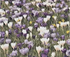  ?? ?? COLOURFUL: Crocuses are greatly beneficial to wildlife
