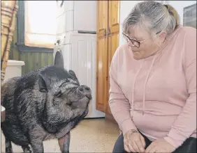  ?? LYNN CURWIN/TRURO NEWS ?? Corrina Cormier enjoys sharing her home with Tia, a pet pig. Tia gets along well with the dog and cat in the home.