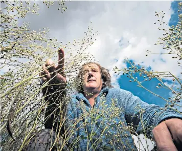  ??  ?? Prof Jonathan Napier with a small crop of GM camelina, which in its natural state has been cultivated in Europe for centuries