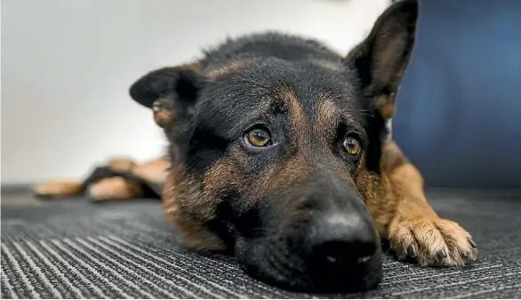  ?? ALDEN WILLIAMS/STUFF ?? Kosmo’s handler Constable Regan Turner said the four-year-old German shepherd was feeling a bit sorry for himself.